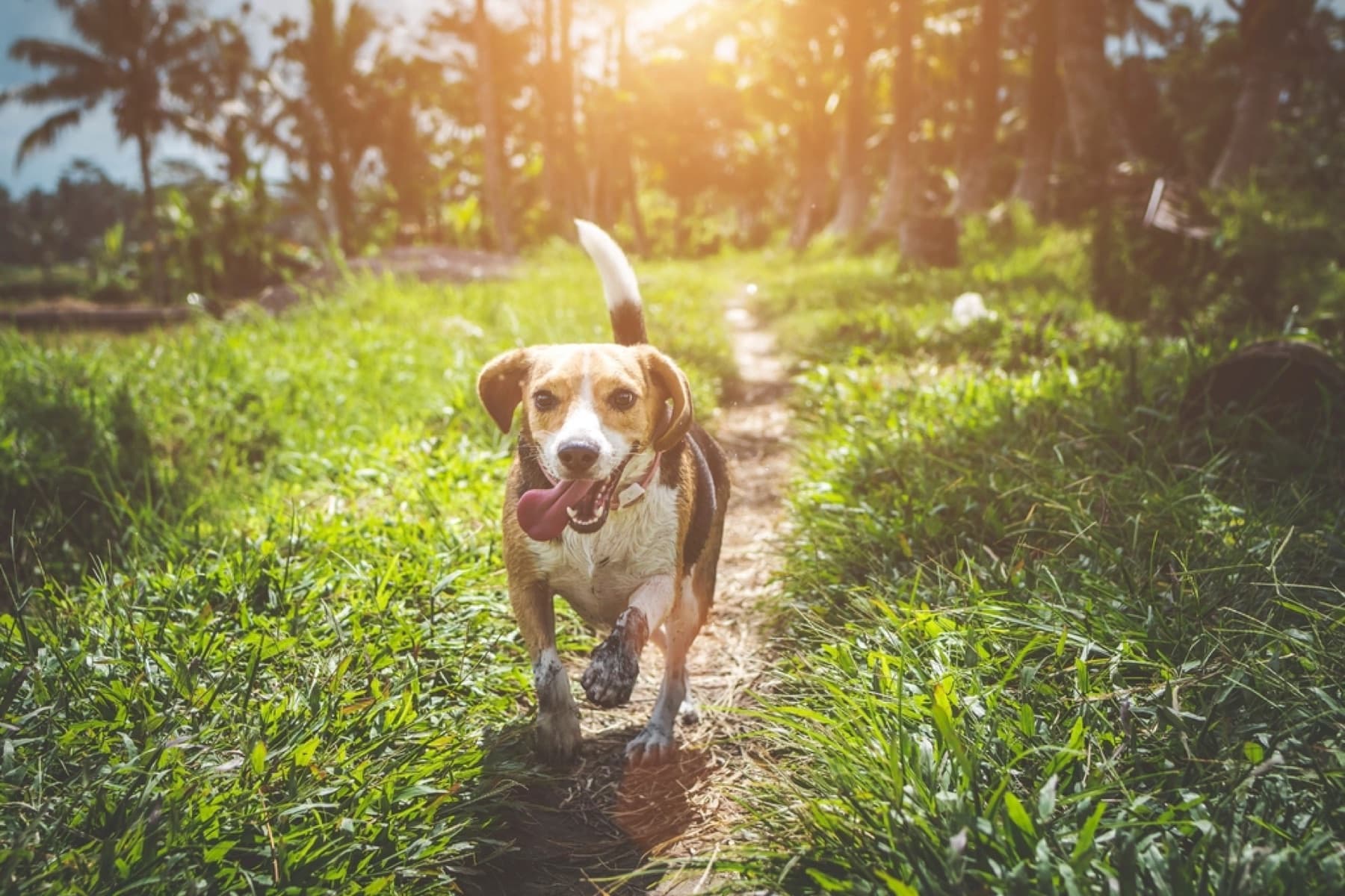 Cane che corre felice in un prato