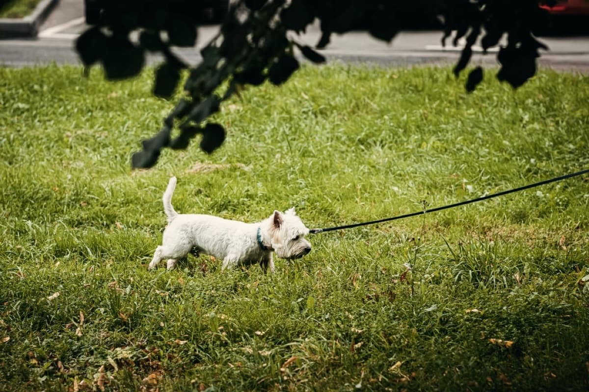 Cane che tira al guinzaglio, da solo